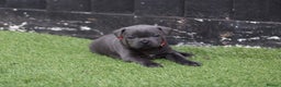 Staffordshire Bull Terrier dogs for stud: VALGLO TOP GUN -BLUE CARRIER in Dudley - Advert 21