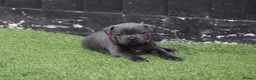 Staffordshire Bull Terrier dogs for stud: VALGLO TOP GUN -BLUE CARRIER in Dudley - Advert 21