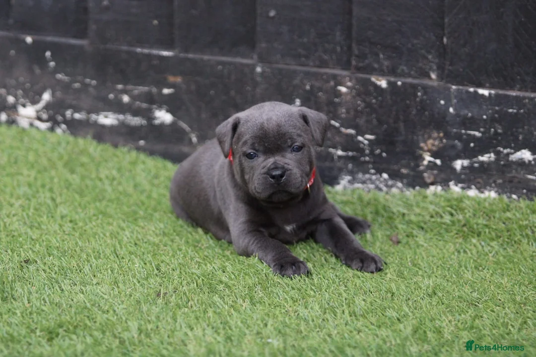 Staffordshire Bull Terrier dogs for stud: VALGLO TOP GUN -BLUE CARRIER in Dudley - Advert 21
