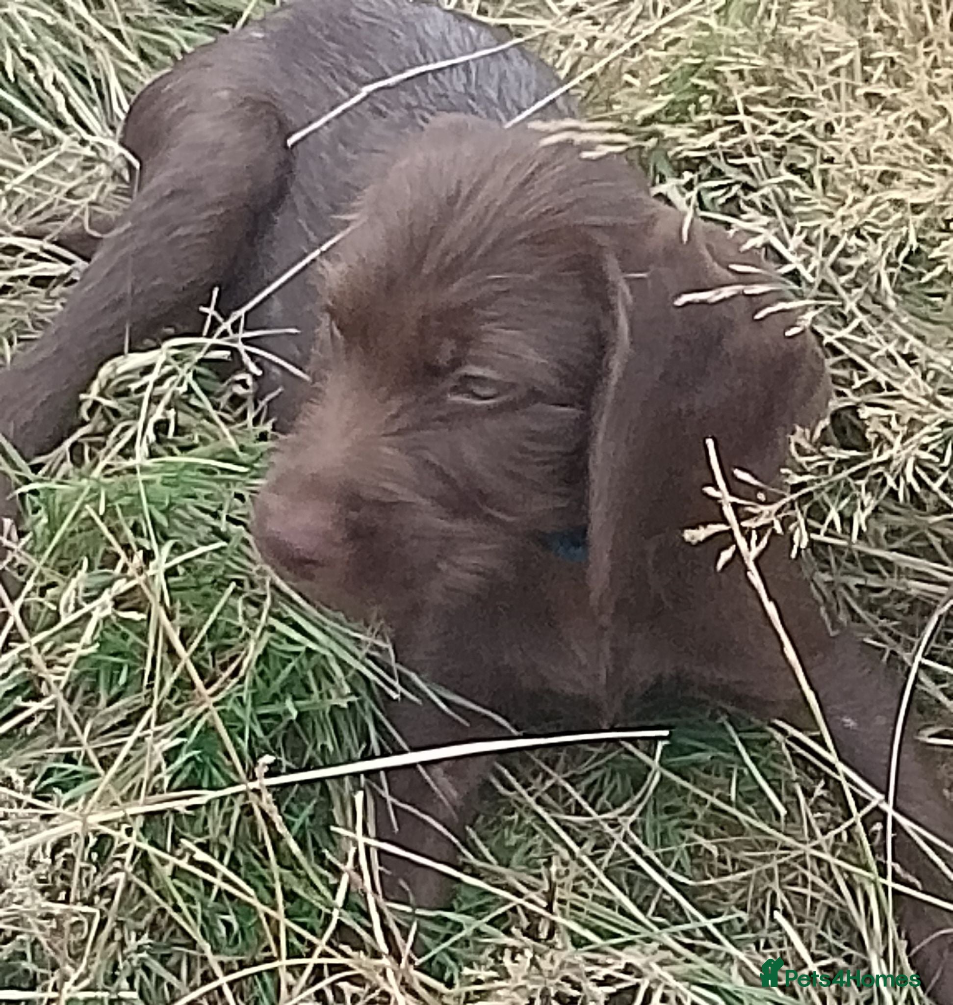 Mixed Breed dogs Ready! 3 boys fully vaccs - Weimaraner x Vizsla - Advert 1