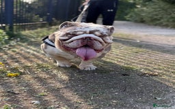 English Bulldog dogs for sale: Rehome Grizzly looking for forever home 🏡 - Image 7
