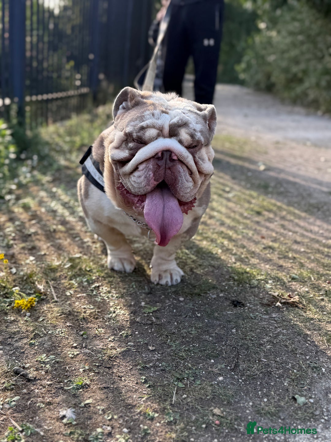 English Bulldog dogs for sale: Rehome Grizzly looking for forever home 🏡 - Image 7