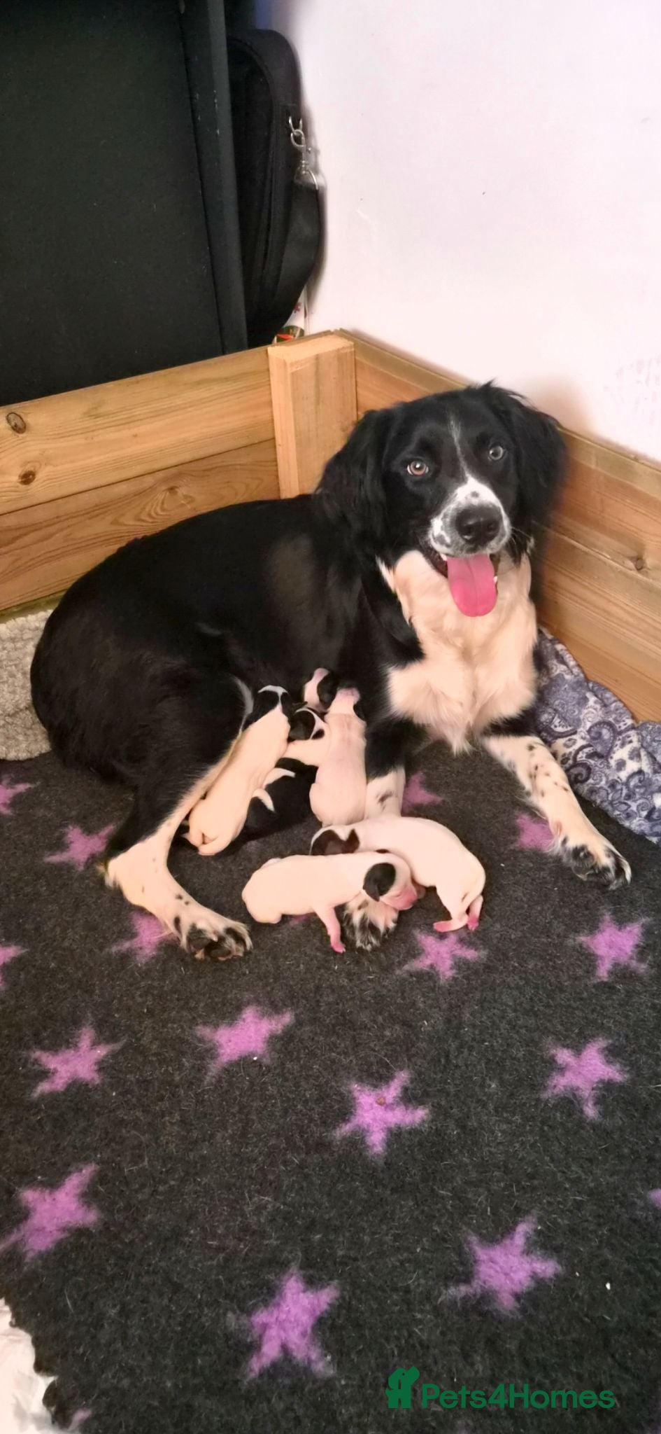 Mixed Breed dogs Beautiful Sprollie x Dalmatian pups - Advert 1