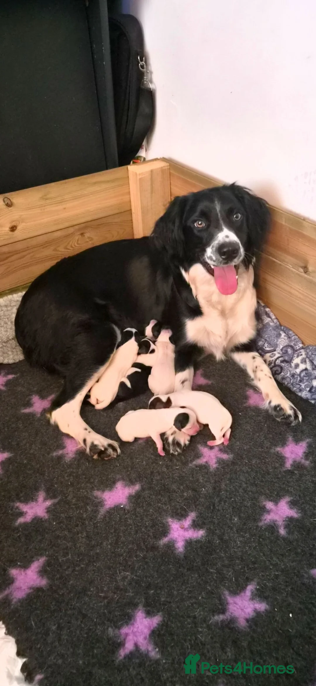 Mixed Breed dogs for sale: Beautiful Sprollie x Dalmatian pups - Advert 1