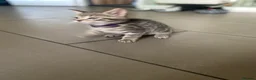Mixed Breed cats for sale: Beautiful characterful kittens for sale. - Advert 15