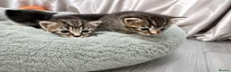 Mixed Breed cats for sale: Kittens - Advert 13