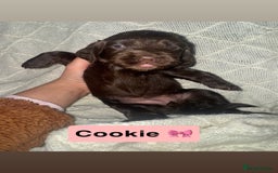 Cocker Spaniel dogs for sale: Beautiful cocker spaniels  - Image 13