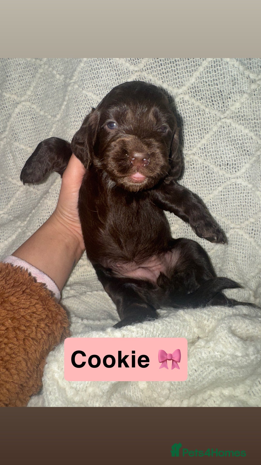 Cocker Spaniel dogs for sale: Beautiful cocker spaniels  - Image 13