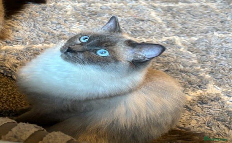 Ragdoll cats - Advert 8