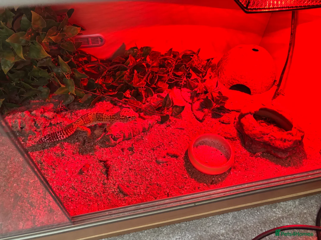 Gecko reptiles for sale: Albino gecko for sale  in Walsall - Advert 2