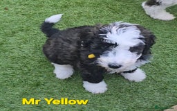 Sheepadoodle dogs for sale: Gorgeous Sheepadoodle litter - Advert 11