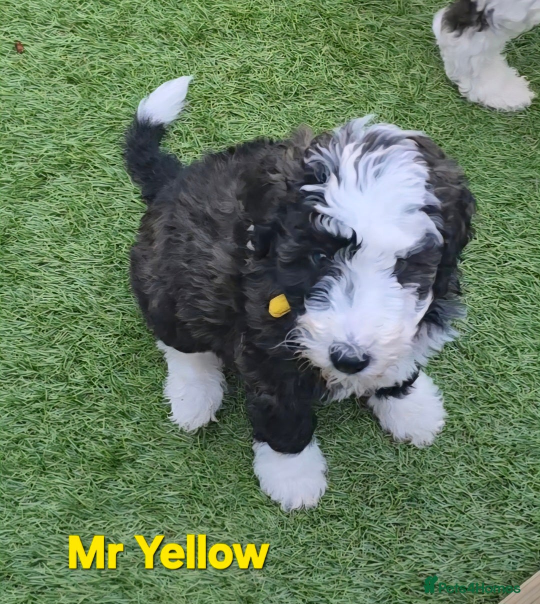 Sheepadoodle dogs for sale: Gorgeous Sheepadoodle litter - Advert 11