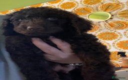 Mixed Breed dogs for sale: Stunning Cockerpoo/Bernadoodle ready on 12/11/25 - Image 4