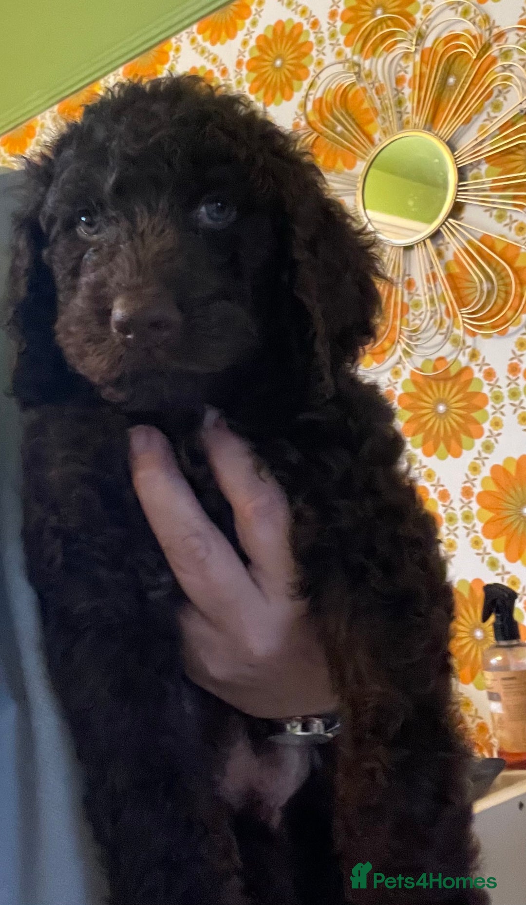 Mixed Breed dogs for sale: Stunning Cockerpoo/Bernadoodle ready on 12/11/25 - Image 4