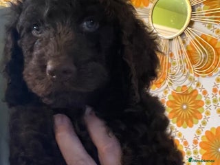 Mixed Breed dogs - Advert 5