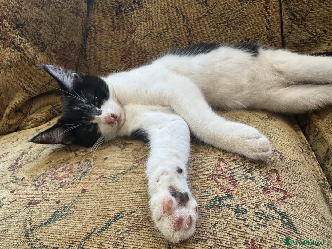 Maine Coon cats for sale: Fluffy and chunky Maine coon kittens FEMALE x 2 in Milton Keynes - Image 1