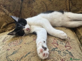 Maine Coon cats in Milton Keynes - Advert 2