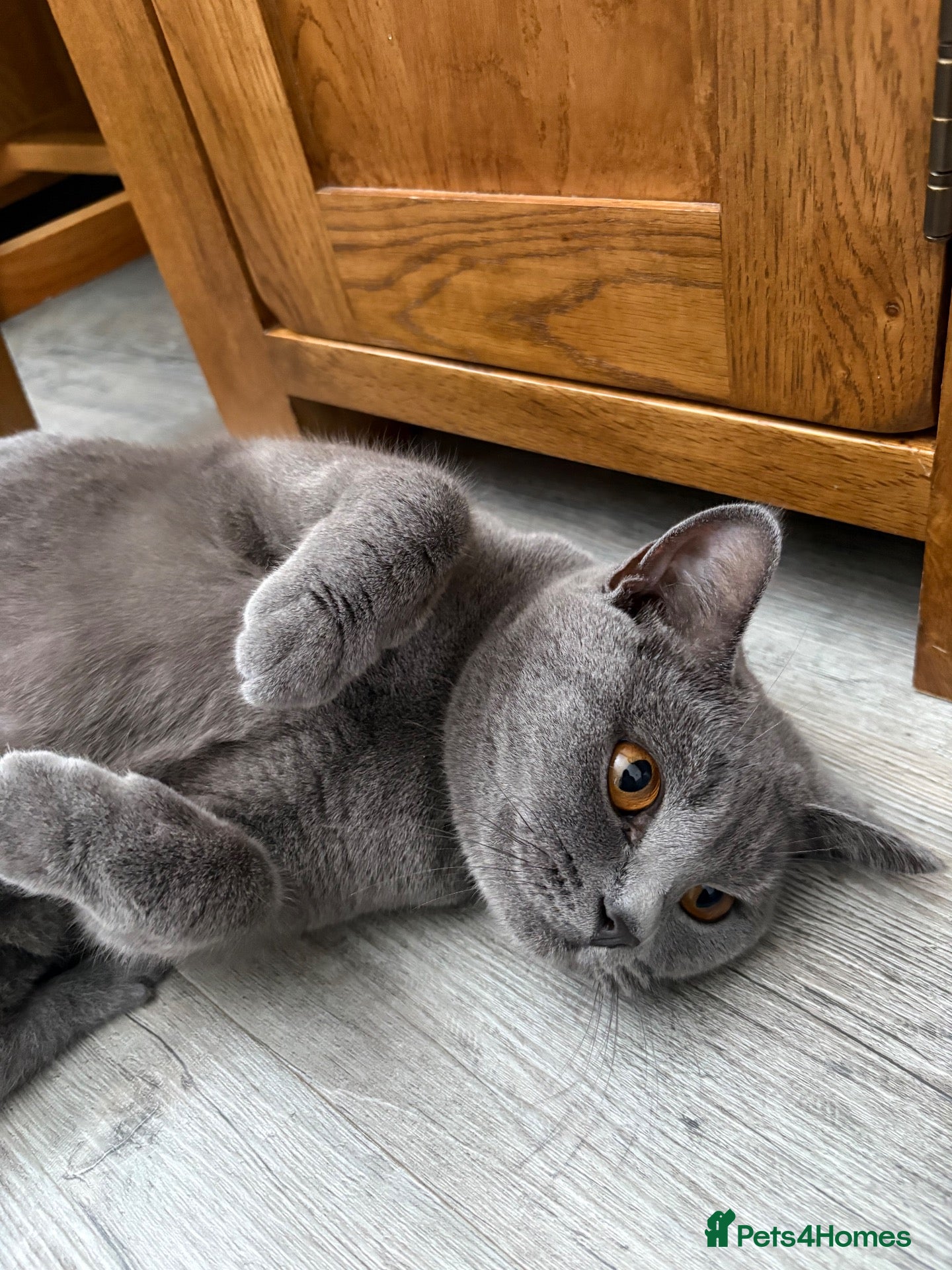 British Shorthair cats British Shorthair kittens - Advert 1