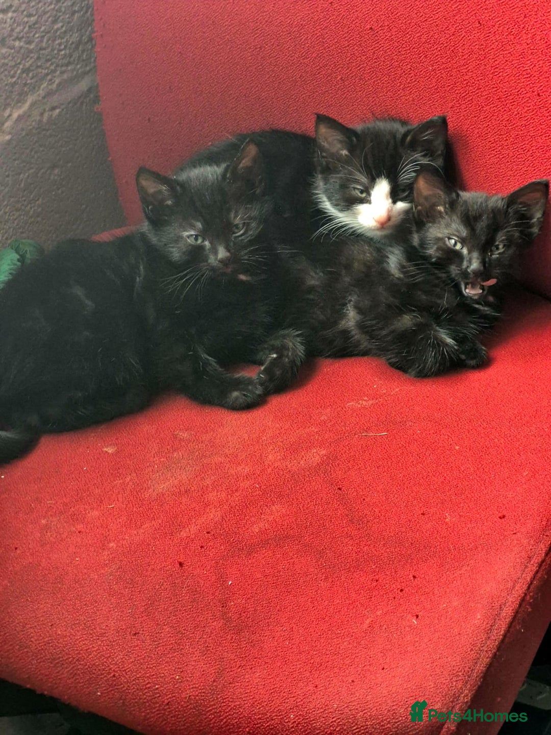 Mixed Breed cats for sale: Shy, but playful kittens - Image 2
