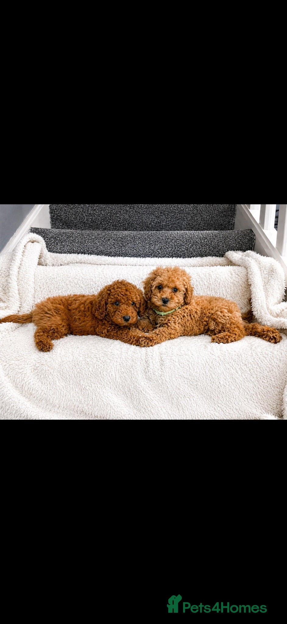 Cavapoo dogs Ready now Beautiful F1BB Toy cavapoo - Advert 1