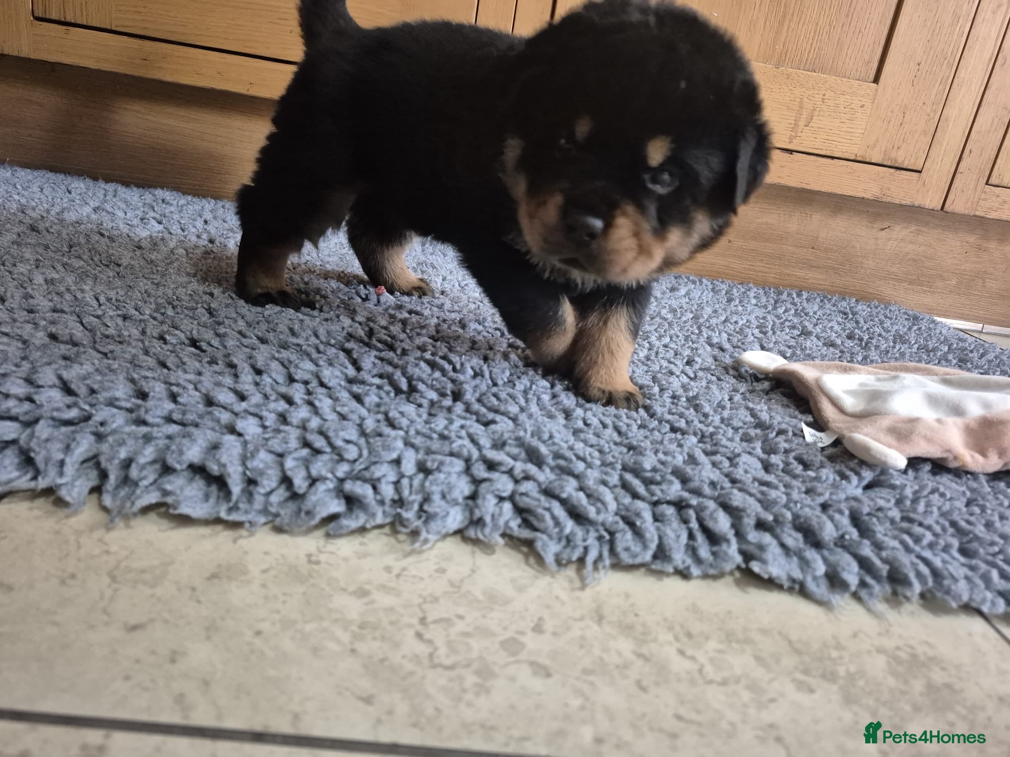 Rottweiler dogs Strong Traditional Rottweiller Puppies - Advert 1