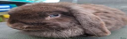 Mini Lop rabbits for sale: Various ages - Advert 14