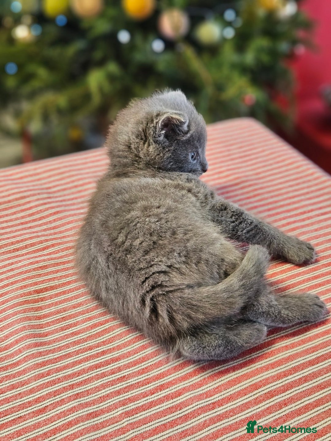 Maine Coon cats for sale: Adorable Maine Coon cross litter for sale - Advert 15