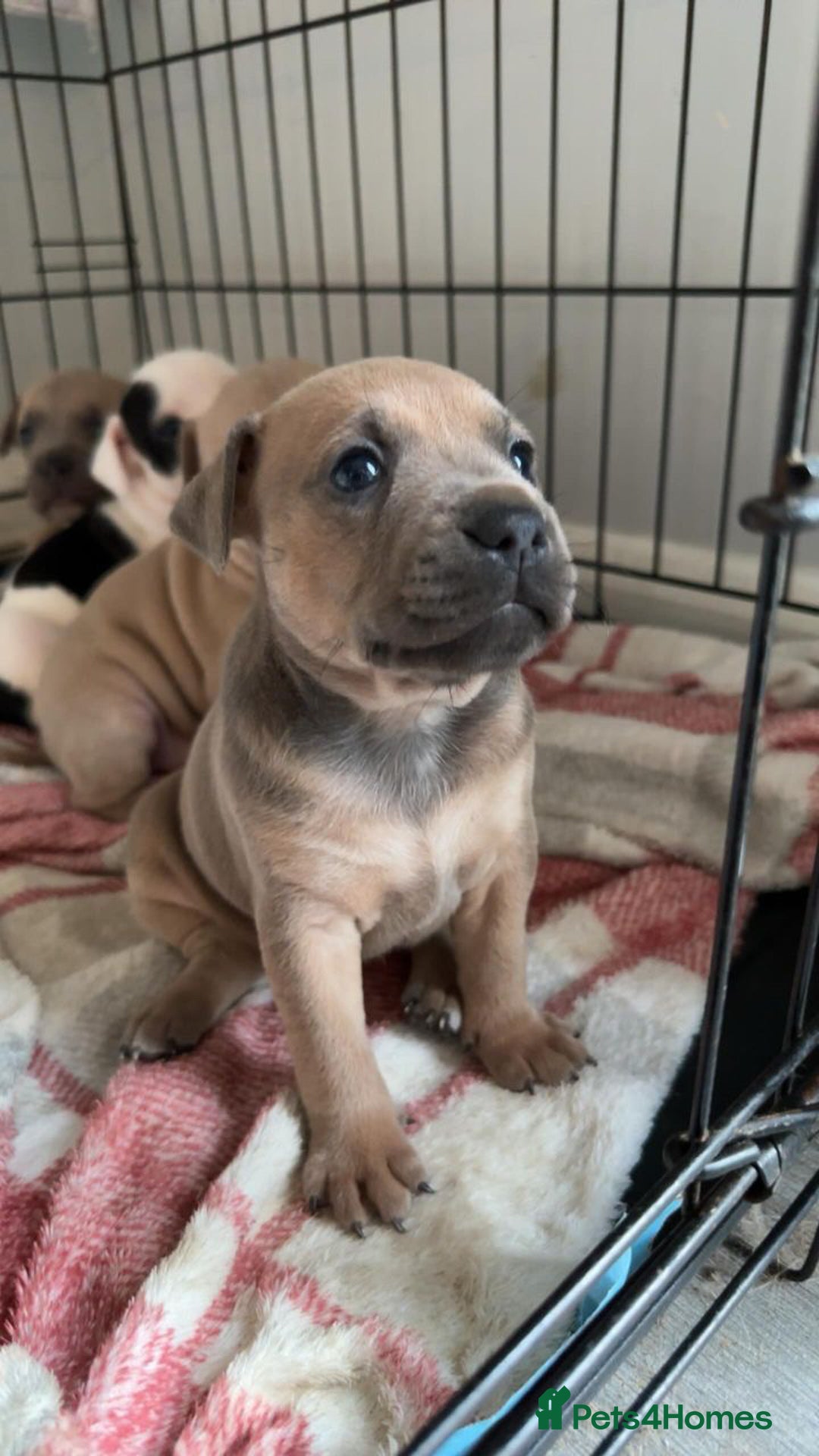 Staffordshire Bull Terrier dogs for stud: Amazing Staffordshire Bull Terrier for Stud   - Advert 21