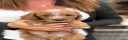 Mixed Breed dogs for sale: Cavapoo Puppies - Advert 18