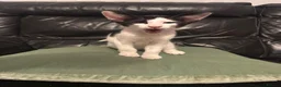 Mixed Breed cats for sale: Peterbald x Kittens in Dalkeith - Advert 6