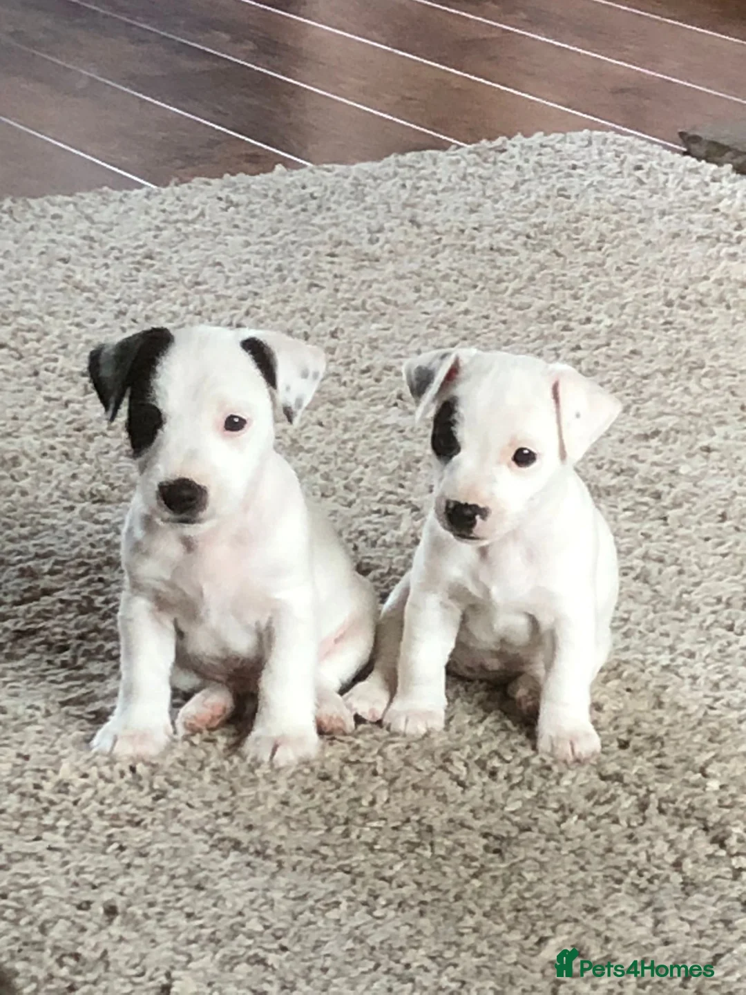 Jack Russell dogs for stud: Proven Short leg mini Jack Russell for stud in Gloucester - Advert 14