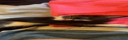 Mixed Breed cats for sale: 2 girls 2 boys - Advert 15