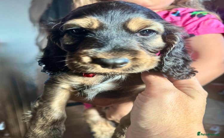 Cocker Spaniel dogs - Advert 9