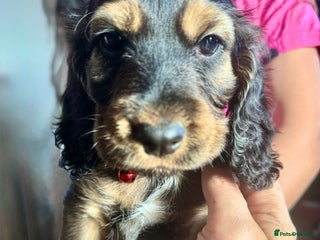 Cocker Spaniel dogs - Advert 12