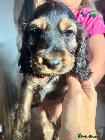 Cocker Spaniel dogs - Advert 9