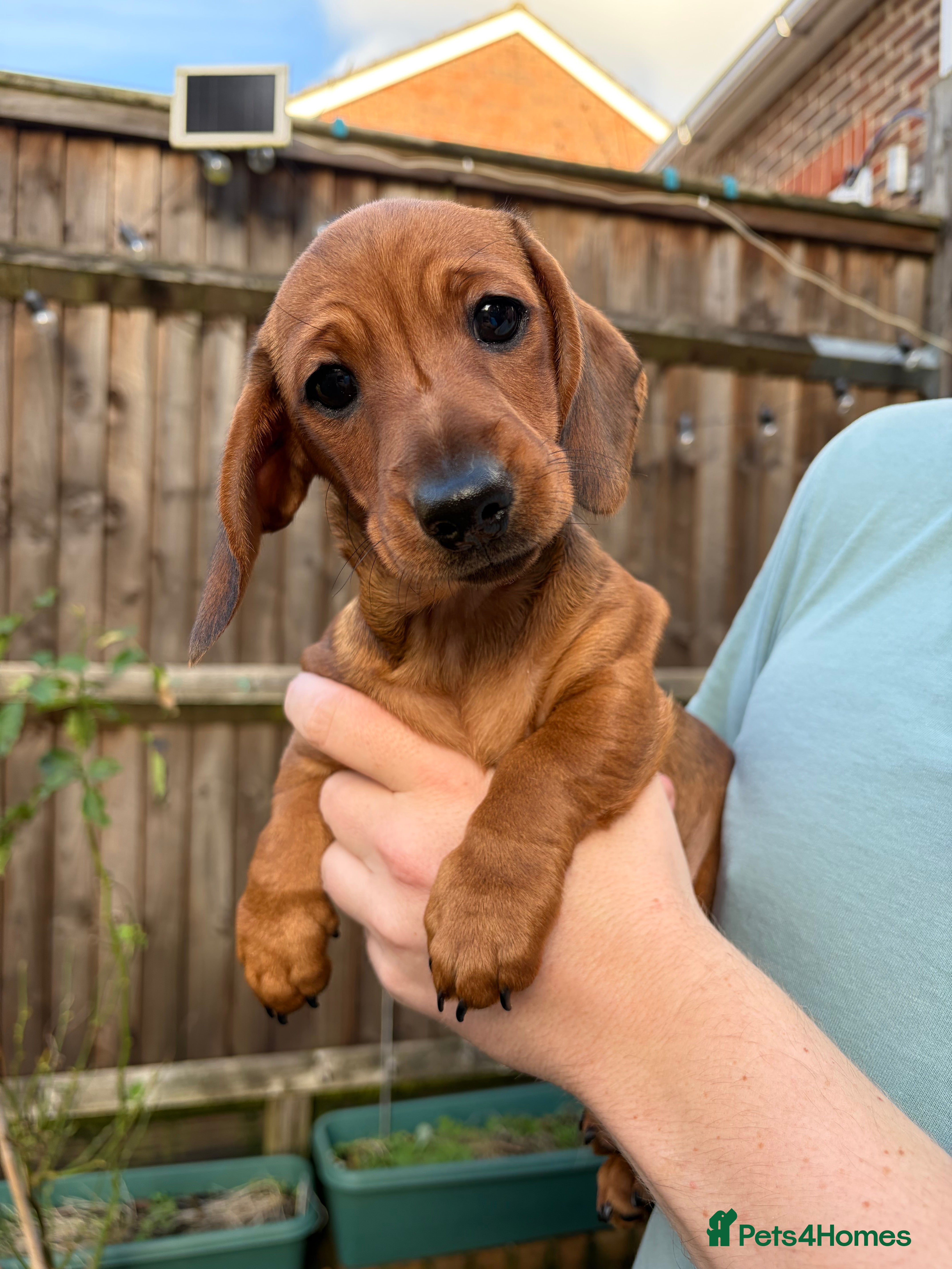 Miniature Dachshund dogs Miniature smooth hair shaded red boy puppy  - Advert 6