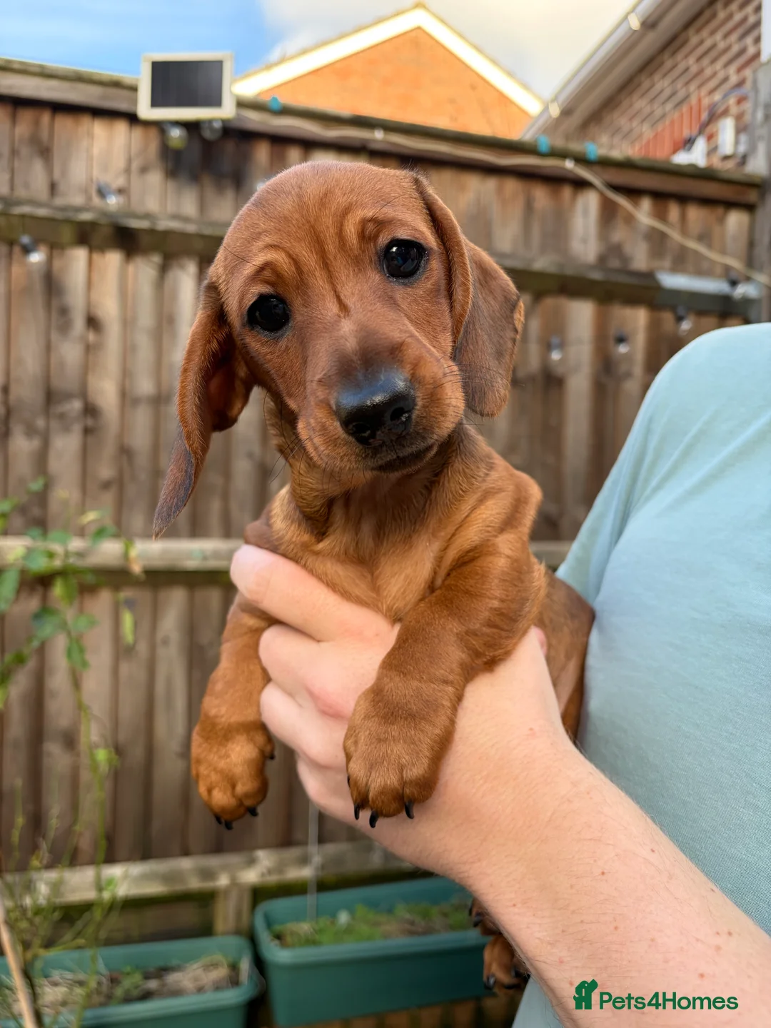 Miniature Dachshund dogs for sale: Mini dachshund smooth hair shaded red boy puppy  - Advert 1
