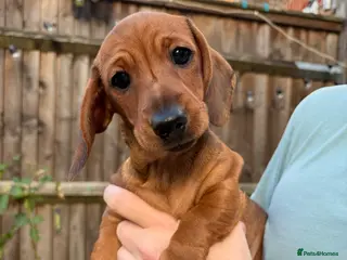 Miniature Dachshund dogs Miniature smooth hair shaded red boy puppy - Advert 6