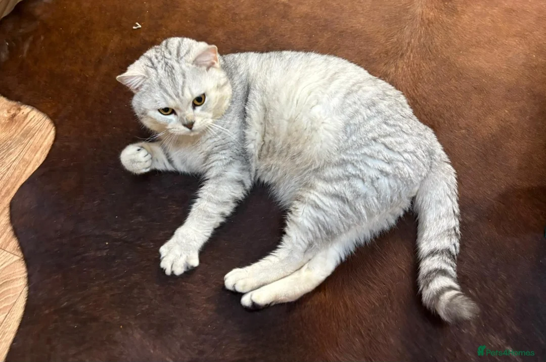 British Shorthair cats for stud: 🌟 British Shorthair Chinchilla GCCF Champion 🌟 - Advert 1