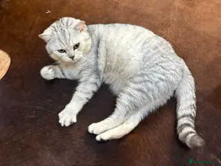 British Shorthair cats 🌟 British Shorthair Chinchilla GCCF Champion 🌟 - Advert 1