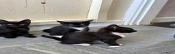 Mixed Breed cats for sale: 5 kittens for sale  - Advert 2