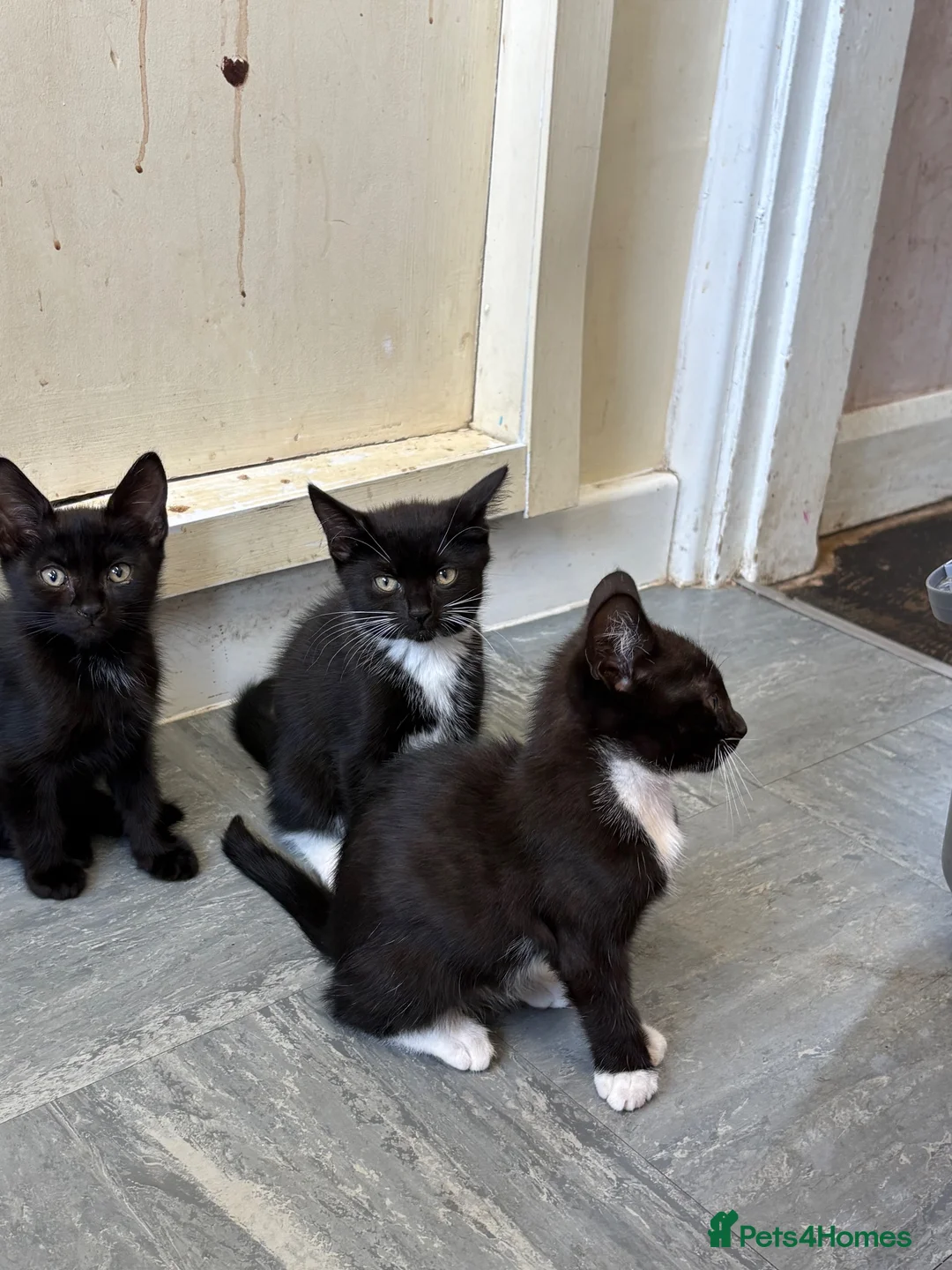 Mixed Breed cats for sale: 5 kittens for sale  - Advert 2