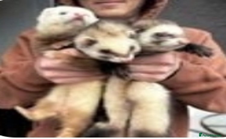 Ferret rodents - Advert 6