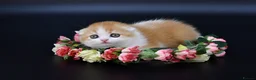 Scottish Fold cats for sale: LICENSED CATTERY PURE BREED TOP QUALITY KITTENS - Advert 16