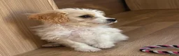 Cavapoo dogs for sale: F1b Cavapoo puppies! - Advert 18