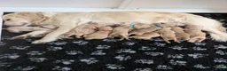 Golden Retriever dogs for sale: Golden Retriever puppies  - Advert 9