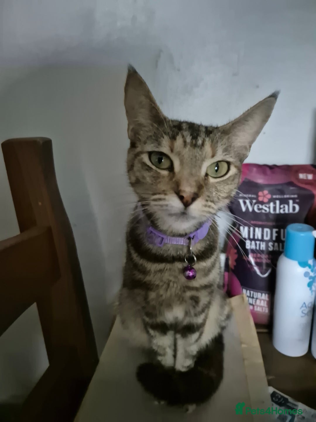 British Shorthair cats for sale: Beautiful 4 year old female cat - Image 3