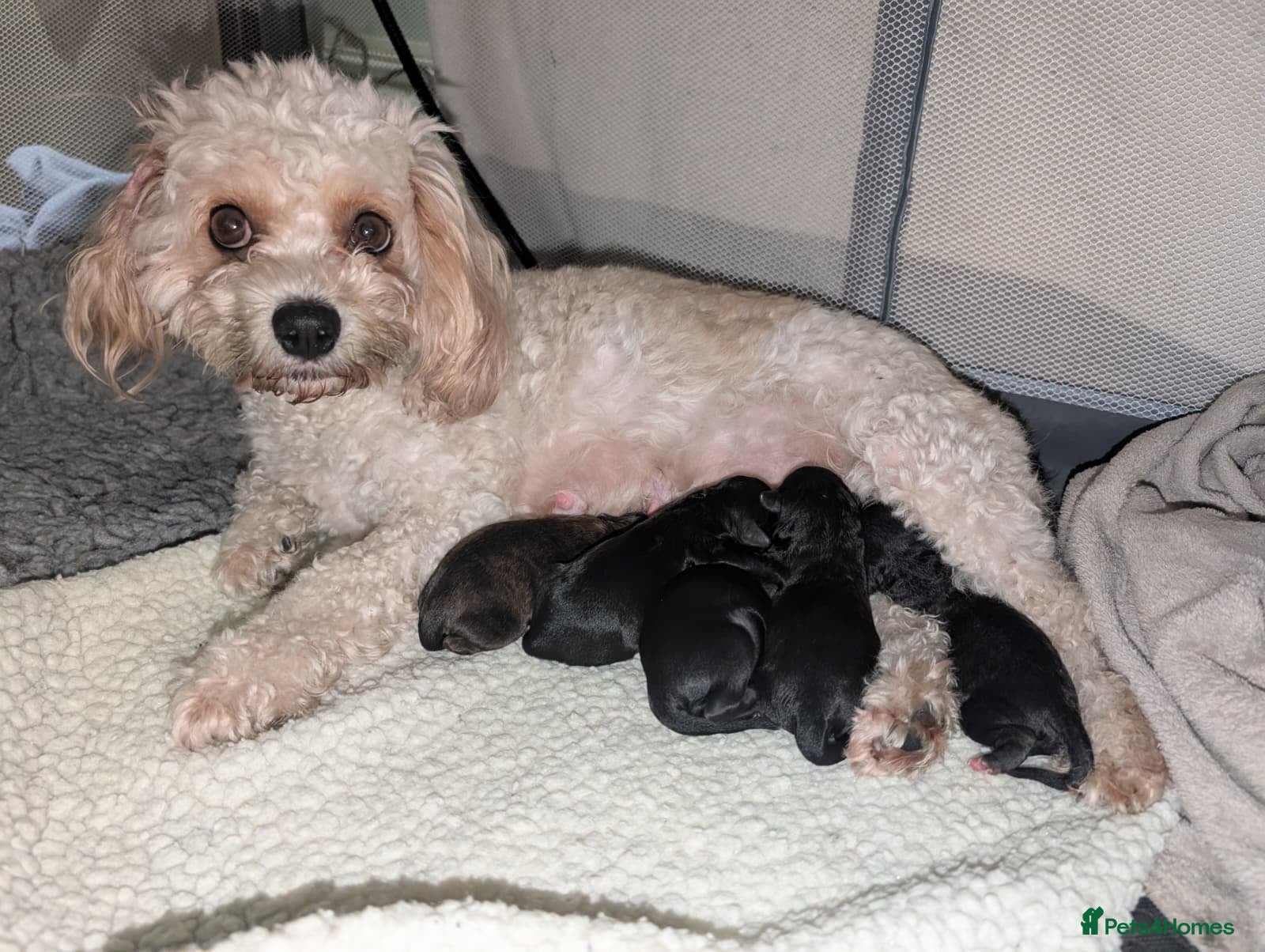 Cavachon dogs F1 CAVAPOOCHON PUPPIES  - Advert 1