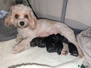 Cavachon dogs F1 CAVAPOOCHON PUPPIES - Advert 1