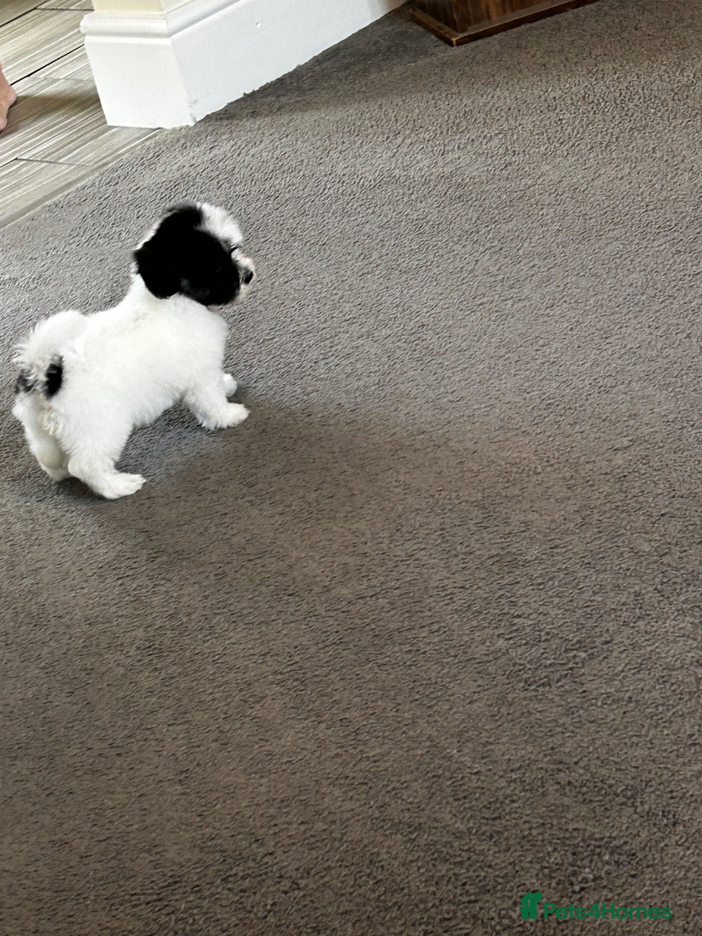 Havanese dogs Beautiful KC Registered Havanese Puppies - Advert 1